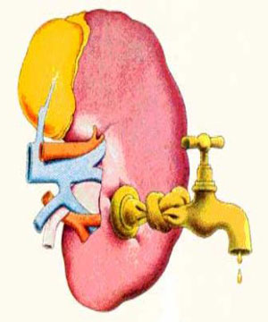 A Insuficiência Renal Crônica (IRC) é vista hoje como um sério problema de saúde pública não só no Brasil, mas em todo mundo.